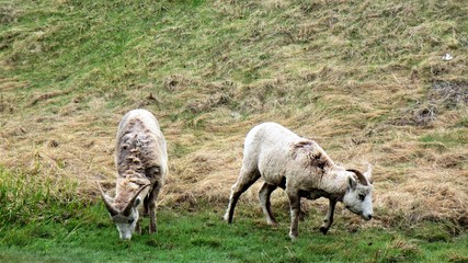 two big horned sheep in the field