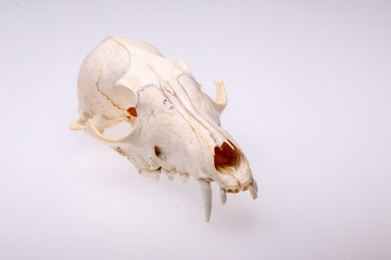 Naklejka premium Skull of a fox on a white background.