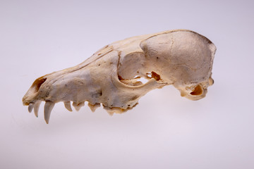 Skull of a fox on a white background.