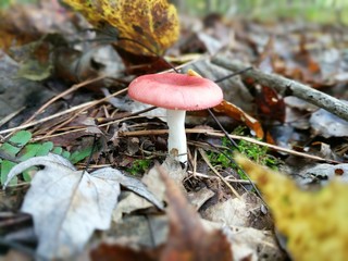 Red Mushroom in the Forest