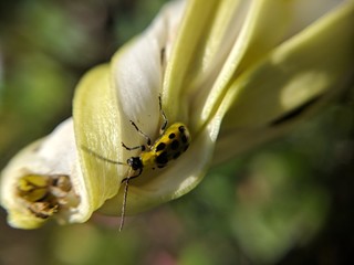 Beetle on a Flower