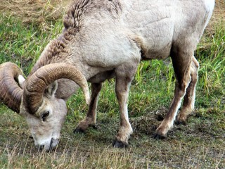 a big horned sheep