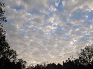 Sky and Clouds Through the Forest