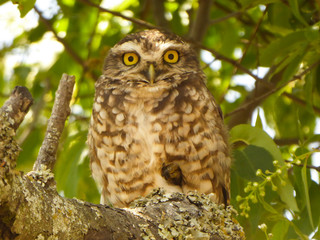 burrowing-owl