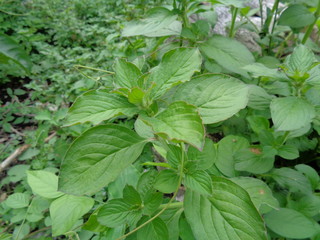 Close up shot synedrella nodiflora, Nodeweed plant flowers. weeds in the garden with natural background