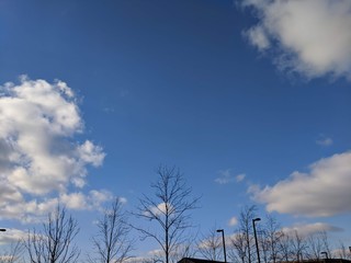 Blue Sky, Clouds and Bare Branches