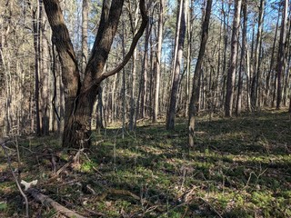 Forest Trees
