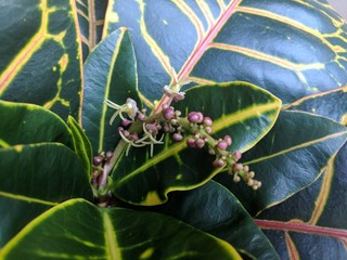 Tropical Croton Flowers © Caleb