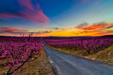 Road among blooming trees with colored sky © Remei