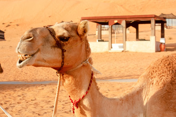 Campo tendato deserto Wahiba Sand Oman