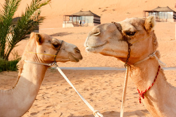 Campo tendato deserto Wahiba Sand Oman