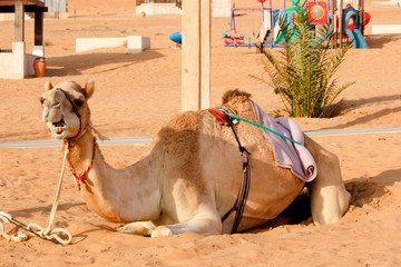 Campo tendato deserto Wahiba Sand Oman