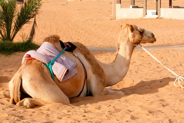 Campo tendato deserto Wahiba Sand Oman