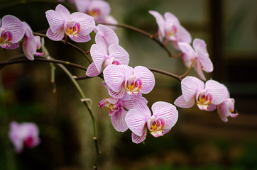 Phalaenopsis orchids bloom at the botanical greenhouse. Tropical floral background.