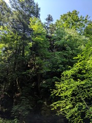 Fototapeta premium Dense Forest in the Gorge