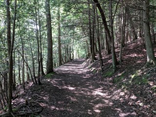 Obraz premium Pathway in the Forest