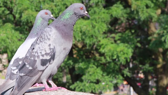 Toronto, Ontario. Canada. August 20, 2019. Pigeons standing by in Nathan Phillips Square