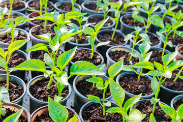 Pepper seedlings in plastic pots. Growing seedlings in early spring in the greenhouse.