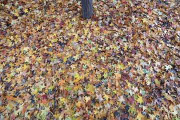 leaves of maple fall all over the ground
