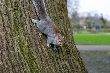British Squirrel Clinging To Tree Side View