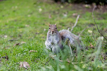 British Surprised On Grass