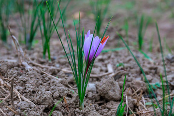 Saffron flowers on a saffron field during flowering.