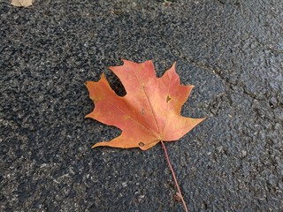 Maple Leaf