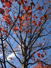 Tree in Autumn and Blue Sky