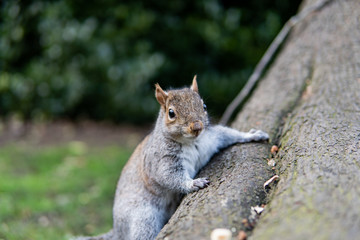 Friendly British Squirrel Checking Up On Things