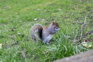 Naklejka na ściany i meble British Squirrel Eating On Grass