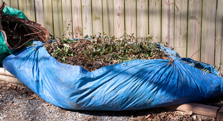 Cut pile of pruned tree branches bagged in a blue plastic tarp.  - obrazy, fototapety, plakaty