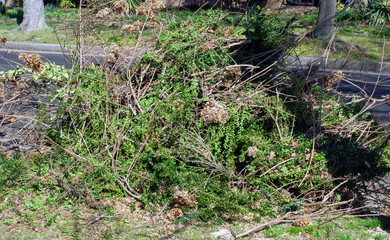 Cut pile of pruned tree branches stacked against neighborhood street curb.
