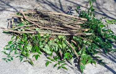 Cut pile of pruned tree branches stacked against neighborhood street curb.