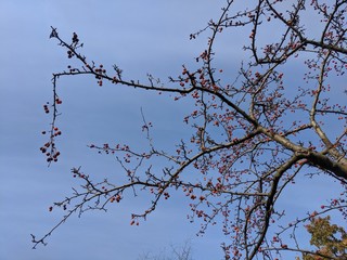 Branches Against Blue Sky
