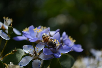 Bee