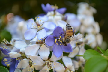 Abeja