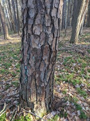 Conifer Tree Bark