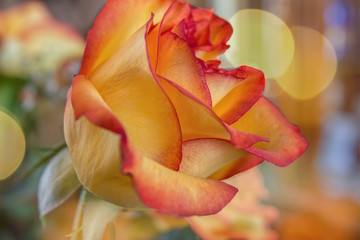 Fototapeta na wymiar Orange and yellow rose in soft focus yellow bokeh