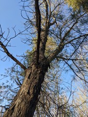 Locust Tree and Blue Sky