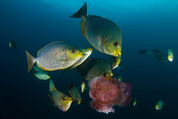 Rabbitfish fish eating jellyfish underwater 