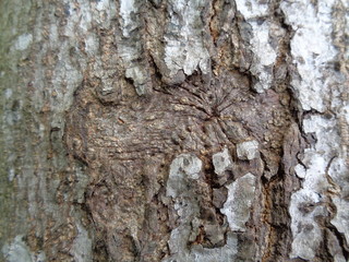 Close up wooden natural texture background. Old wood texture for add text, quotes or work design for backdrop product.