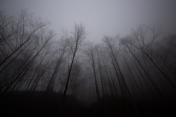 dark misty forest and trees