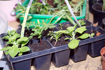 Pflanzen Anzucht Topf mit jungen Garten Beet Pflanzen