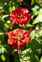 赤いジニアの花