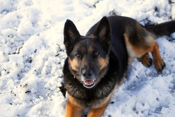 Schäferhund im Schnee