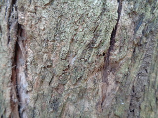 Close up wooden natural texture background. Old wood texture for add text, quotes or work design for backdrop product.