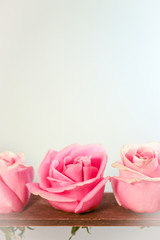 A row of pink rose flowers against a white background, with copy space