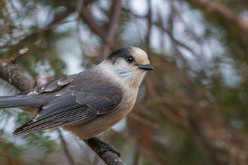 A friendly grey jay in the boreal forest of Northwest Ontario, Canada.