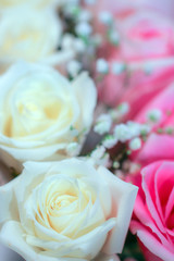 Closeup of fresh white and pink hybrid tea rose flowers and white baby's breath (Gypsophila)