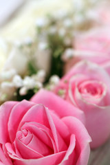 Closeup of fresh pink hybrid tea rose flowers and white baby's breath (Gypsophila)